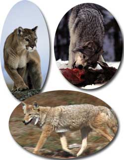 Wolves, Coyotes, & Mountain Lions: the solution to the deer problem