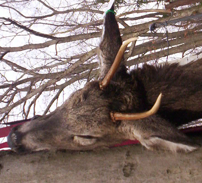 Spike's 1st Buck